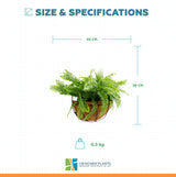 Artificial Hanging Fern Basket 30cm x 40cm Long UV Resistant