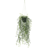 Artificial Hanging Pearls (Potted) 56cm UV Resistant - Designer Plants