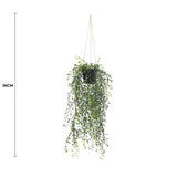 Hanging plant with measurement on a white background