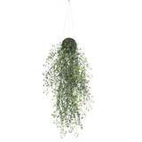 Hanging green plant in a pot on a white background