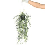 Hanging artificial plant with a hand holding it against a white background
