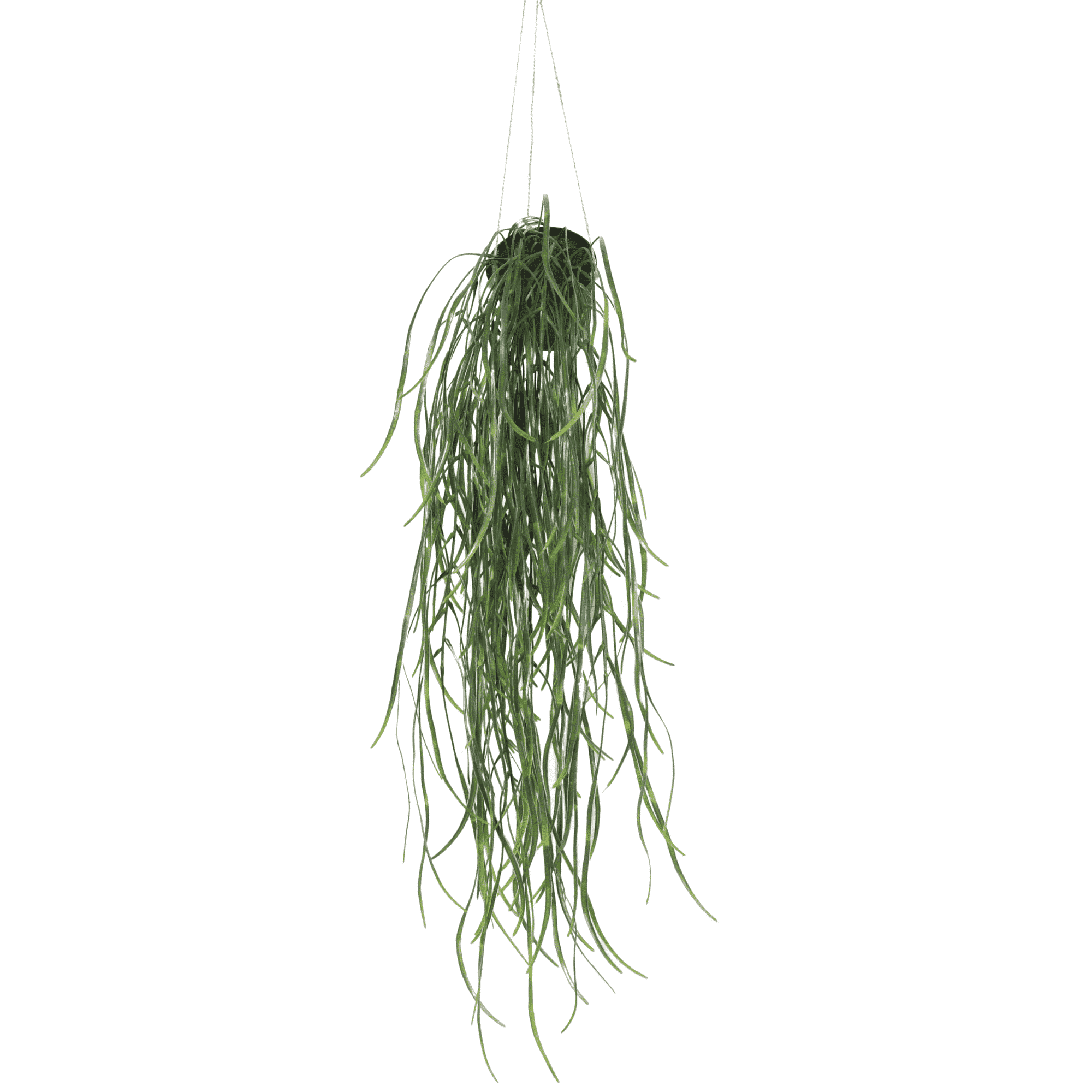 Artificial Hanging Potted Plant (Willow Leaf) 66cm UV Resistant - Designer Plants