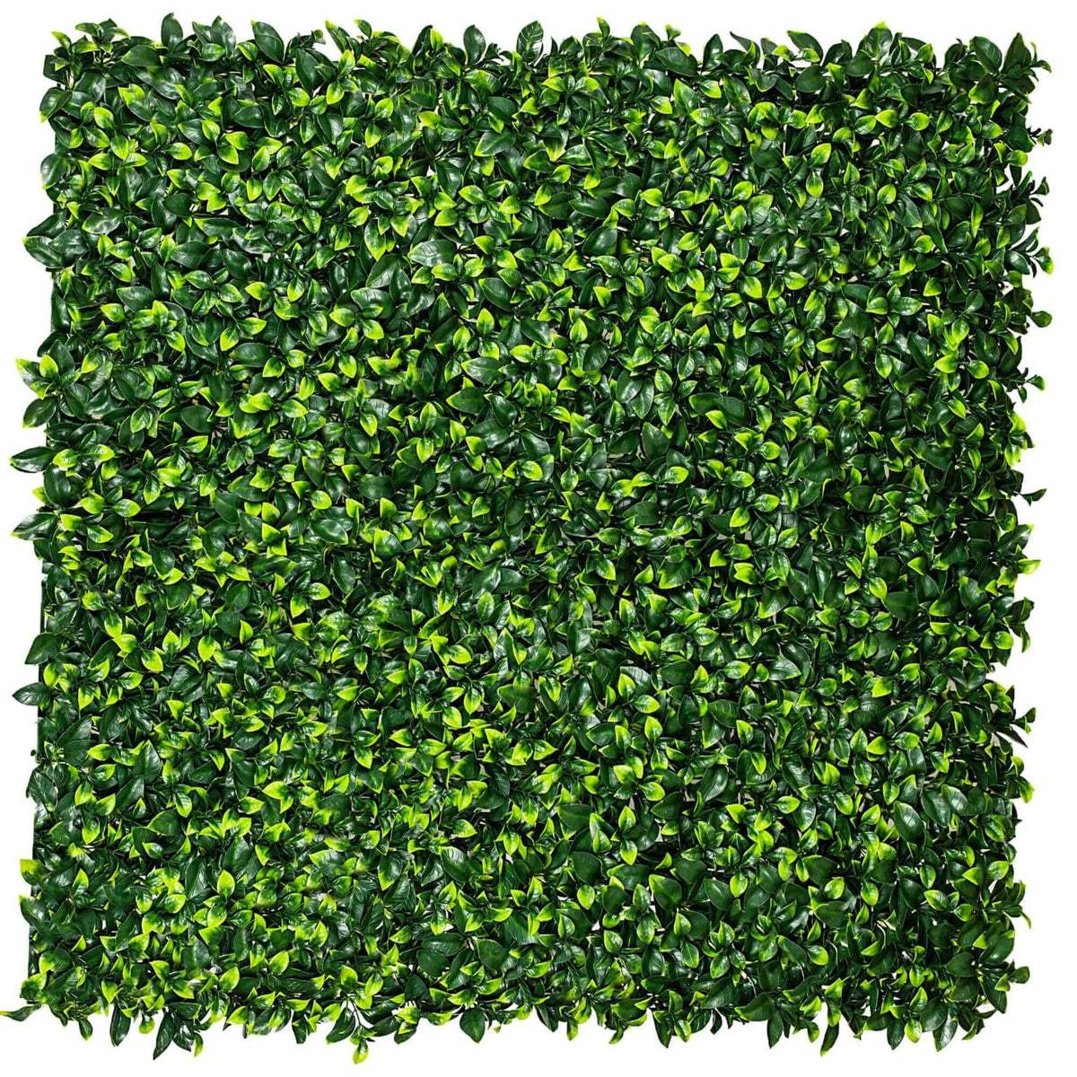 Jasmine Hedge Screen Green Wall Panel UV Resistant 100cm x 100cm - Designer Plants