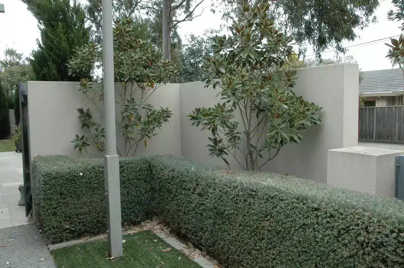 Before an artificial vertical garden was installed.