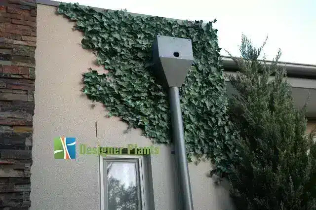 Green ivy climbing on a beige stucco exterior wall of a building, with a gray metal pole and a small square box attached near the top. A window is visible below, and a tree stands to the right.