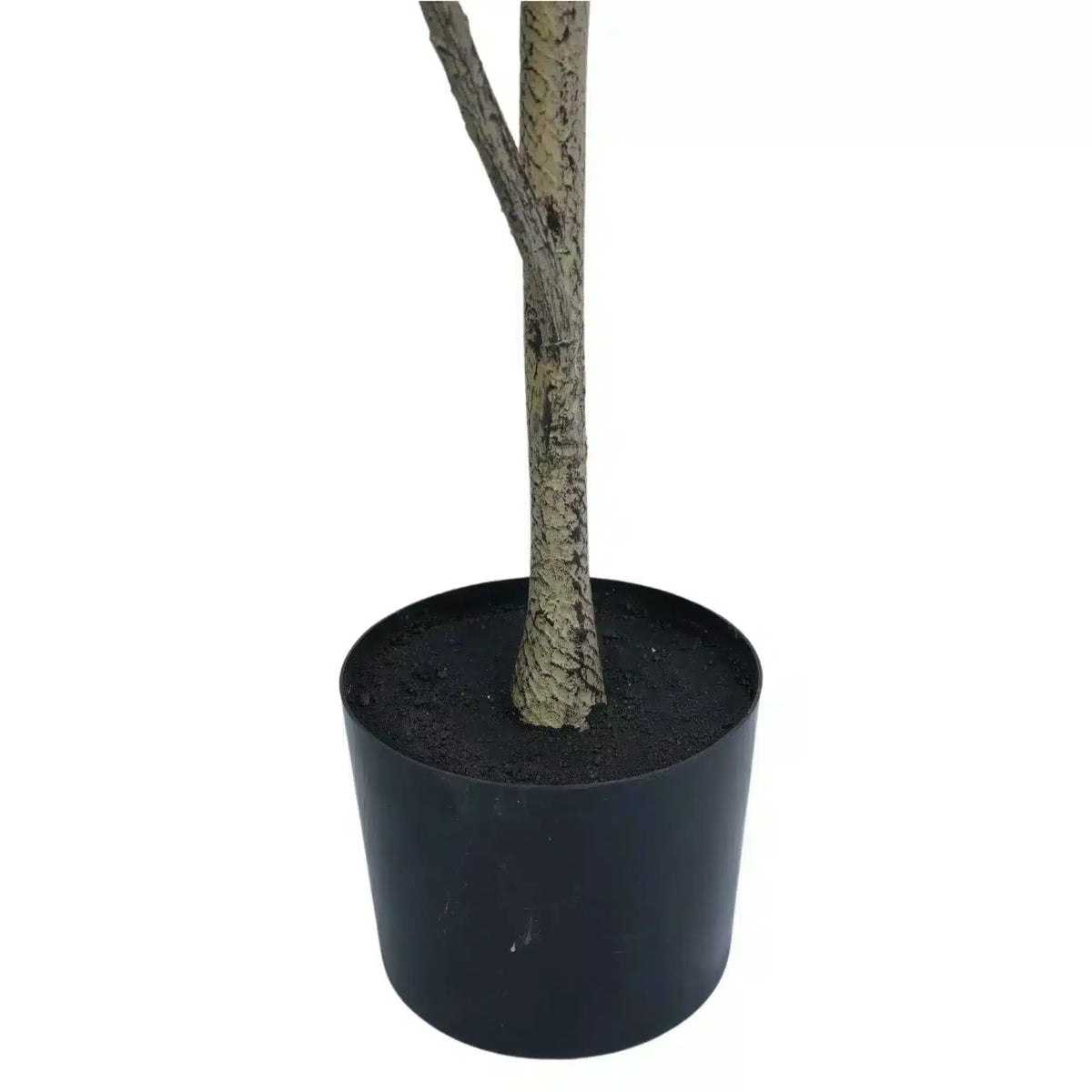 Potted plant with a black pot on a white background
