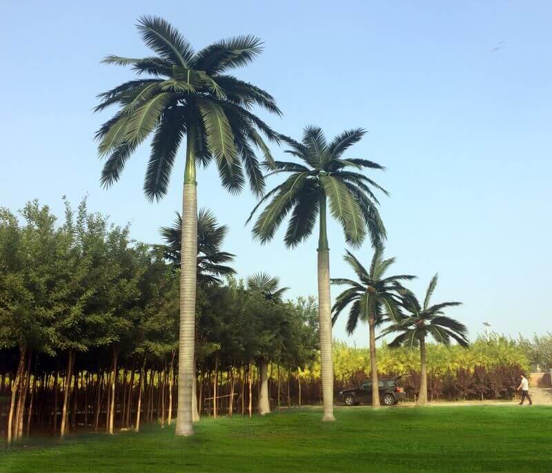 Tall Artificial Royal Coconut Palm Tree (4m to 7m) UV Resistant