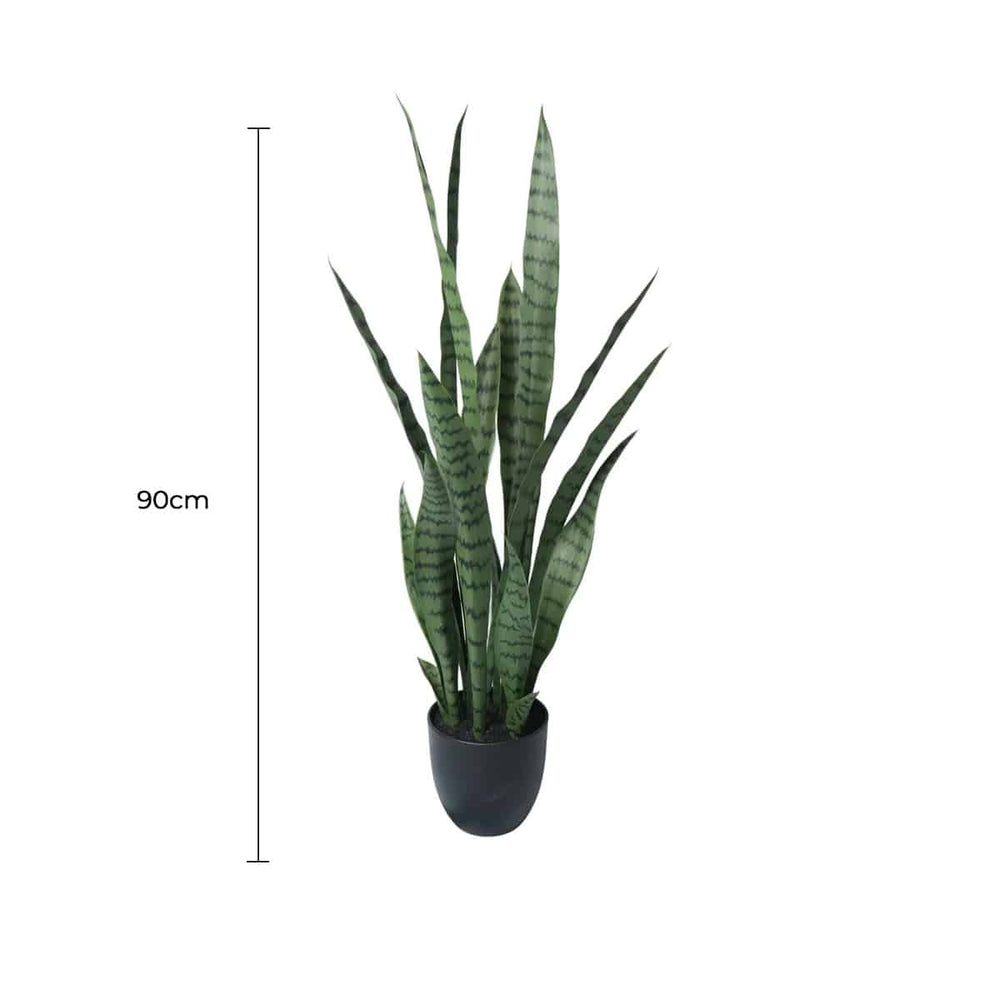 Potted snake plant with a measurement label on a white background