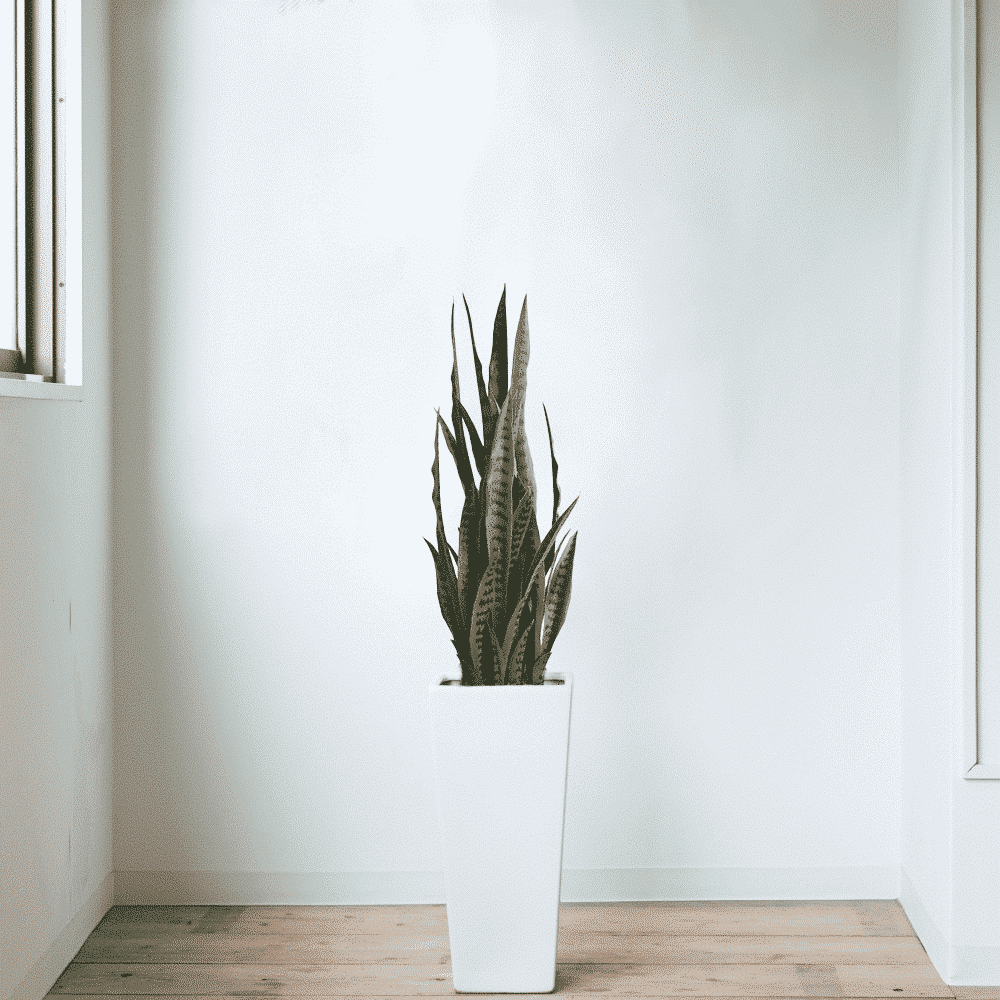 Artificial Snake Plant Sansevieria UV Resistant 90cm