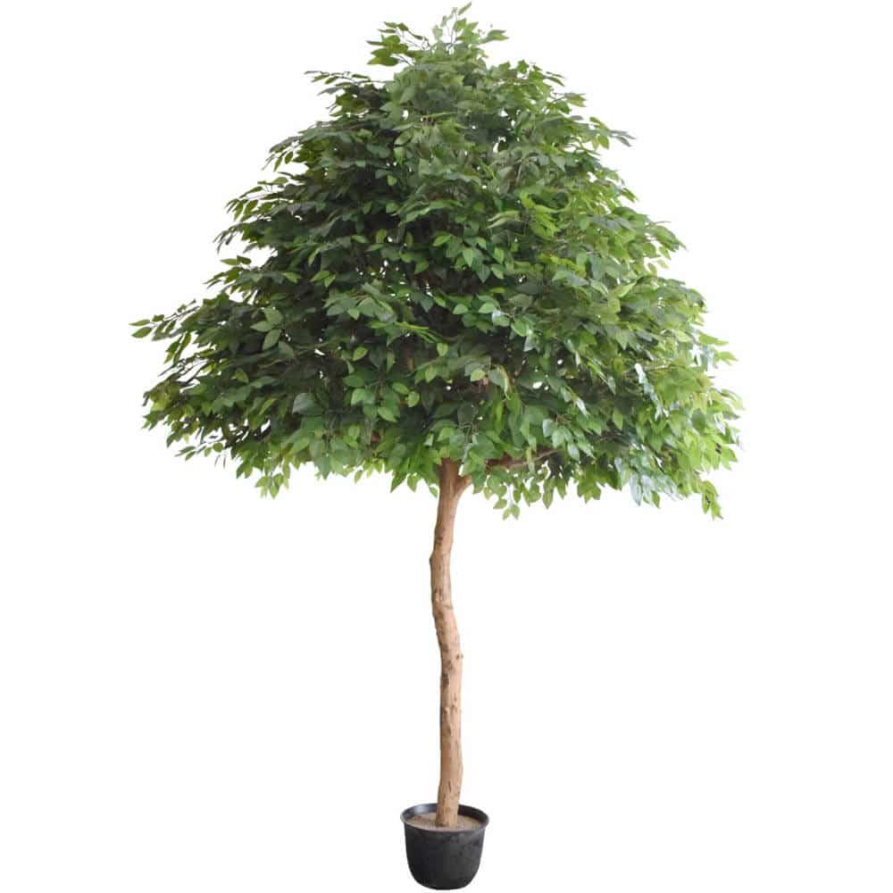 Giant Artificial Ficus Tree (3m to 5m)