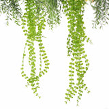 Black Artificial Hanging Plant Disc Chandelier with Cascading Greenery & Trailing Foliage — 60cm