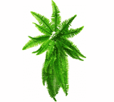 Artificial Boston Hanging Fern 102cm - Designer Plants