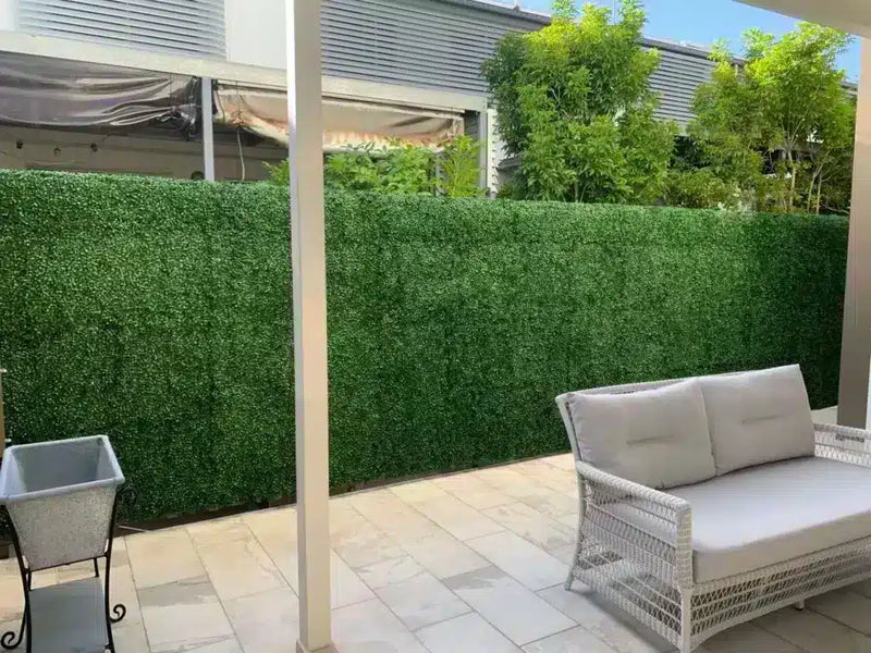 Boxwood Privacy Screening