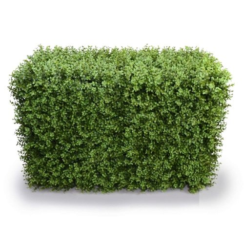 Deluxe Portable Buxus Hedge UV Resistant 100cm Long x 50cm High - Designer Plants