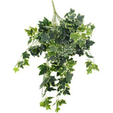 Mixed Green and White Tipped Ivy Bush 100cm - Designer Plants