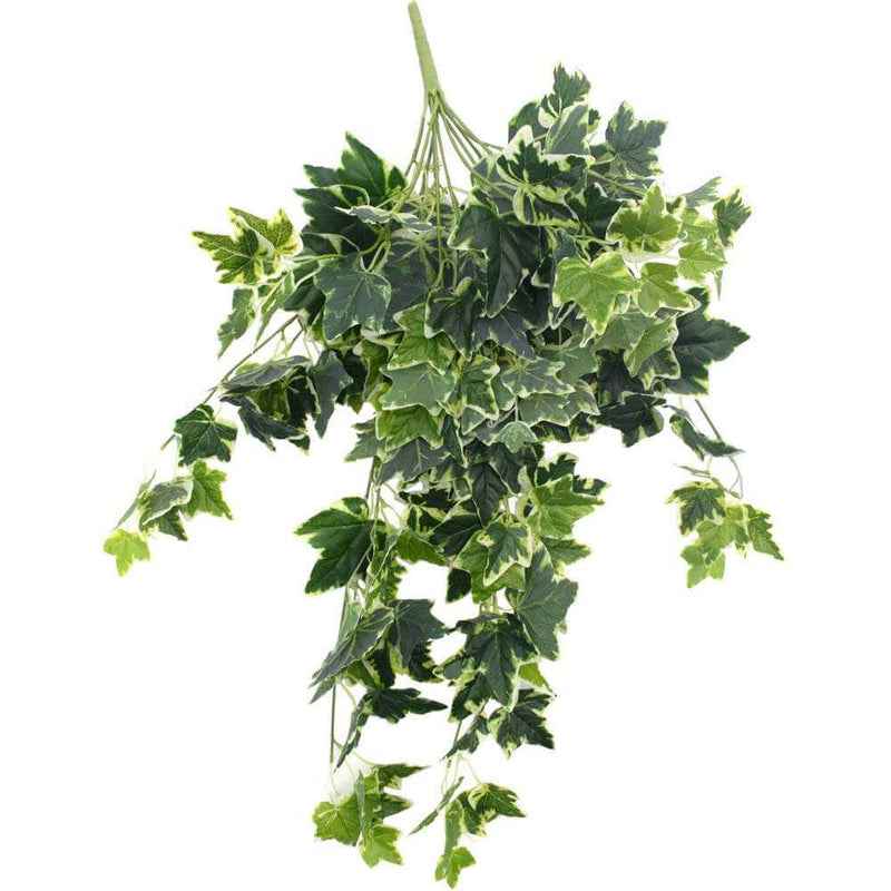 Mixed Green and White Tipped Ivy Bush 100cm - Designer Plants