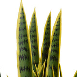 Artificial Mother in Law Tongue / Yellow Tongue Snake Plant UV Resistant 100cm