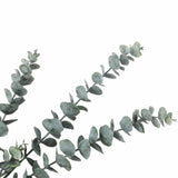 Long Artificial Eucalyptus Stem 77cm