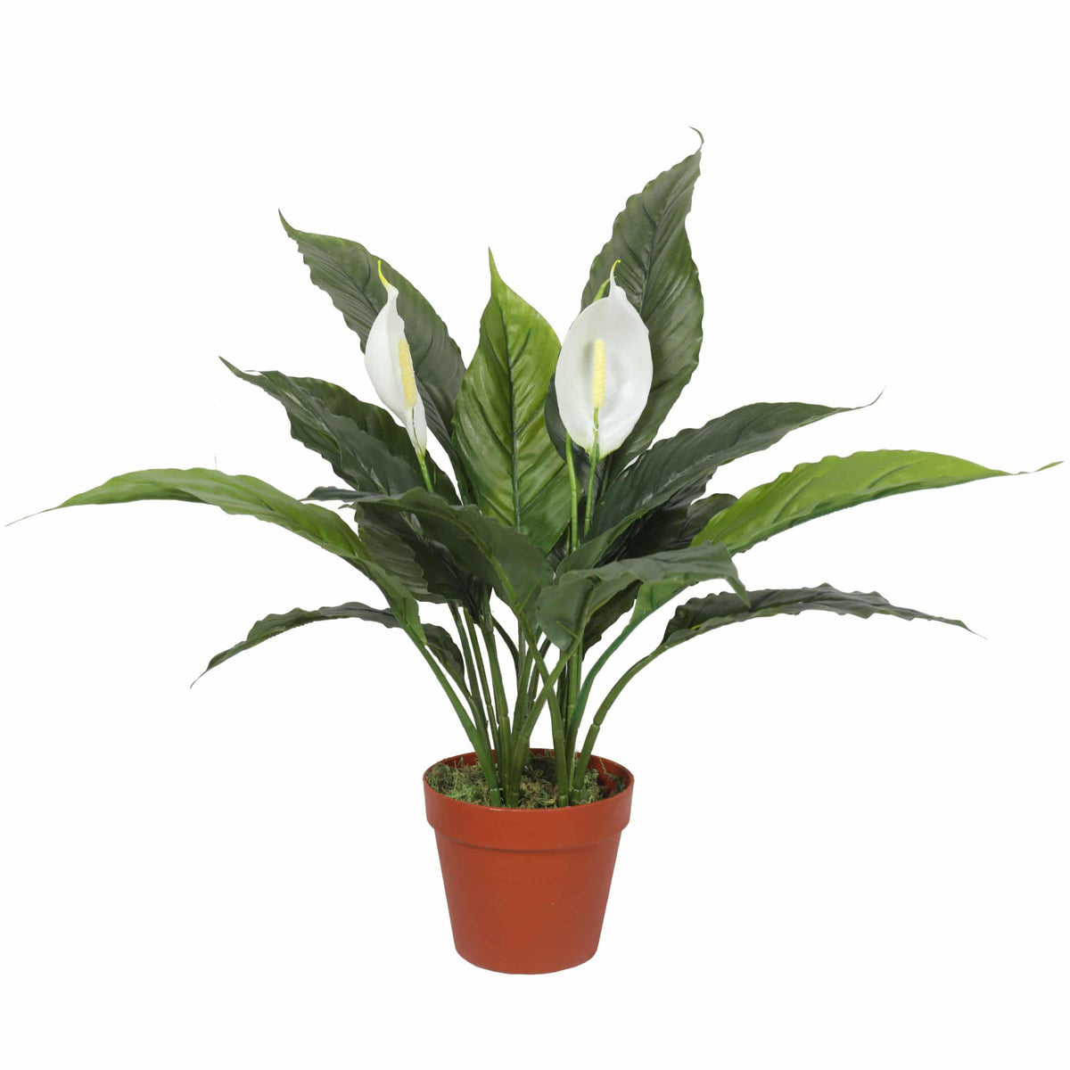 Artificial Spathiphyllum Peace Lily Plant with White Flowers 60cm - Designer Plants