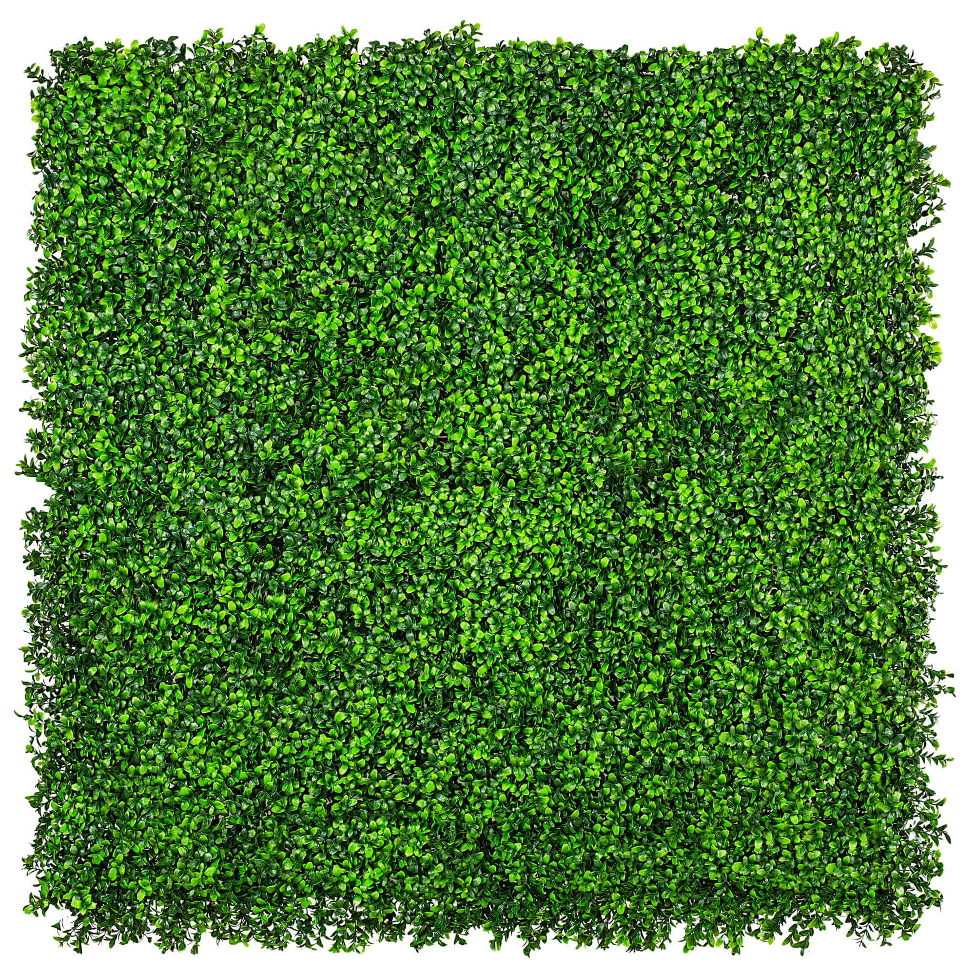 Deluxe Buxus Hedge Leaf Screen / Panels UV Resistant SAMPLE - Designer Plants