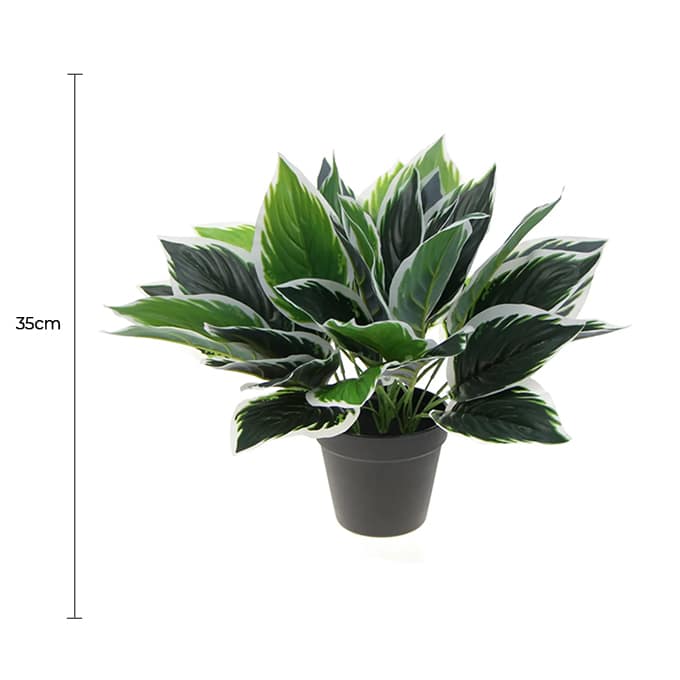 Potted plant with dimensions indicated on a white background