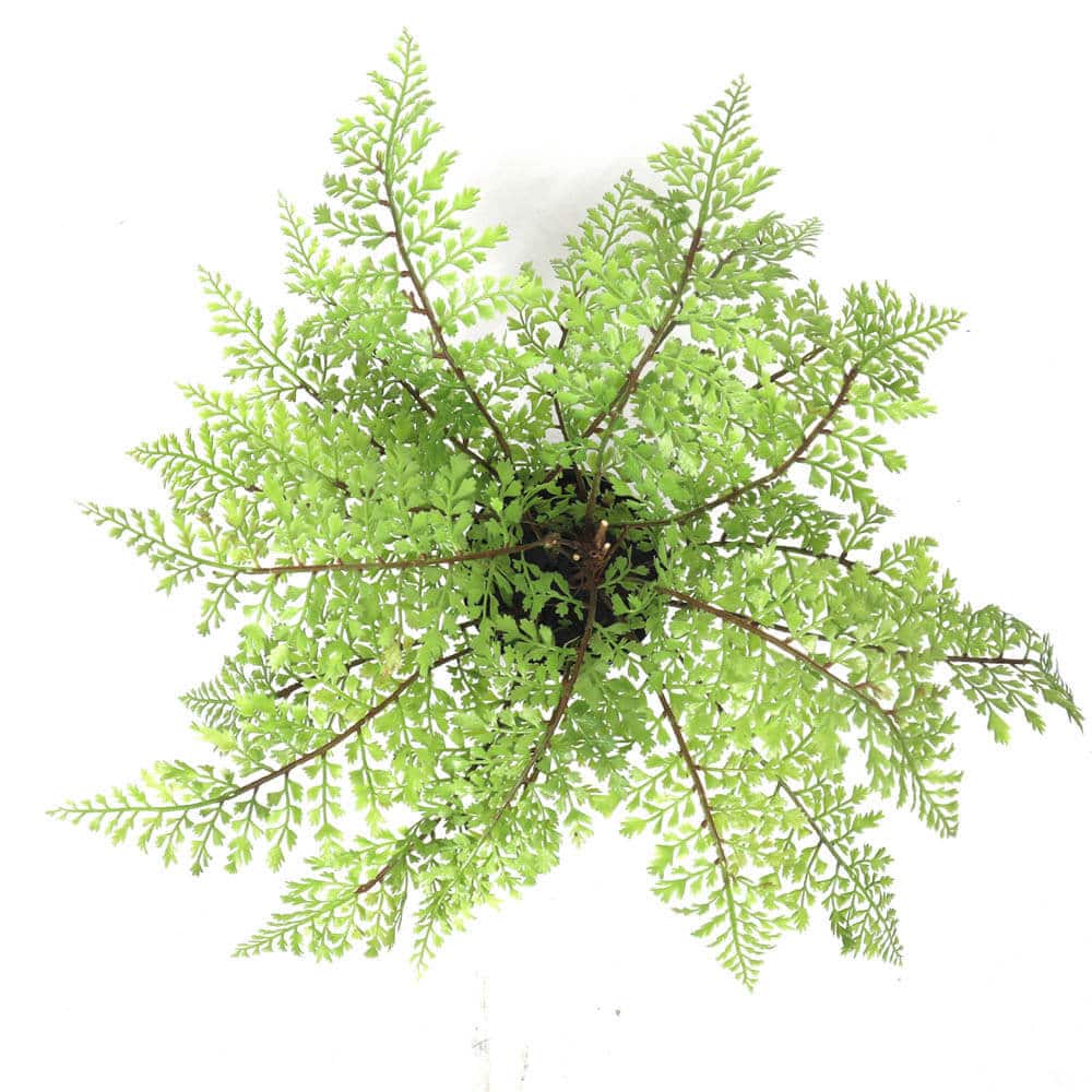 Artificial Small Potted Fern 35cm