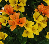 Flowering Yellow and Orange Bougainvillea Tree 90cm UV Resistant