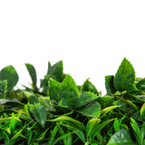 Jungle Fern Vertical Garden / Green Wall UV Resistant 1m x 1m