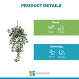 Hanging English Ivy Bush 80cm UV Resistant