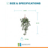 Hanging English Ivy Bush 80cm UV Resistant