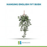 Hanging English Ivy Bush 80cm UV Resistant
