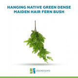 Hanging Native Green Dense Maiden Hair Fern Bush UV Resistant 80cm
