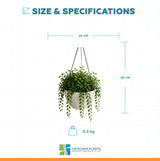 Hanging Rustic White Plastic Pot with Chain 30cm