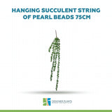 Hanging Succulent String of Pearl Beads 75cm