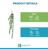 Hanging Succulent String of Pearl Beads 75cm
