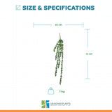 Hanging Succulent String of Pearl Beads 75cm