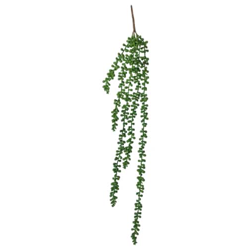 Hanging Succulent String of Pearl Beads 75cm - Designer Plants