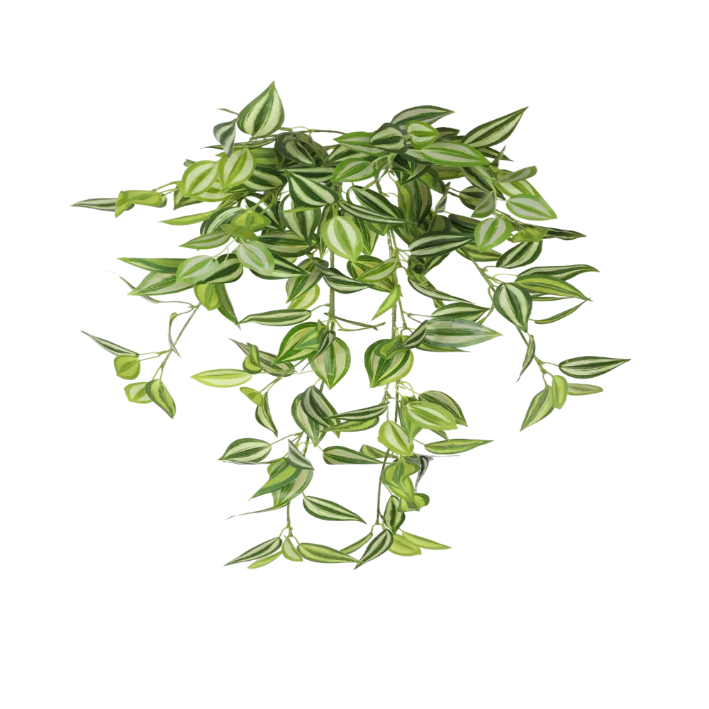 Mixed White and Green Hanging Philodendron Bush 80cm