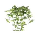 Mixed White and Green Hanging Philodendron Bush 80cm