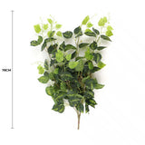Heart Leaf Philodendron Hanging Creeper Bush (Devils Ivy) 78cm
