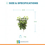 Heart Leaf Philodendron Hanging Creeper Bush (Devils Ivy) 78cm