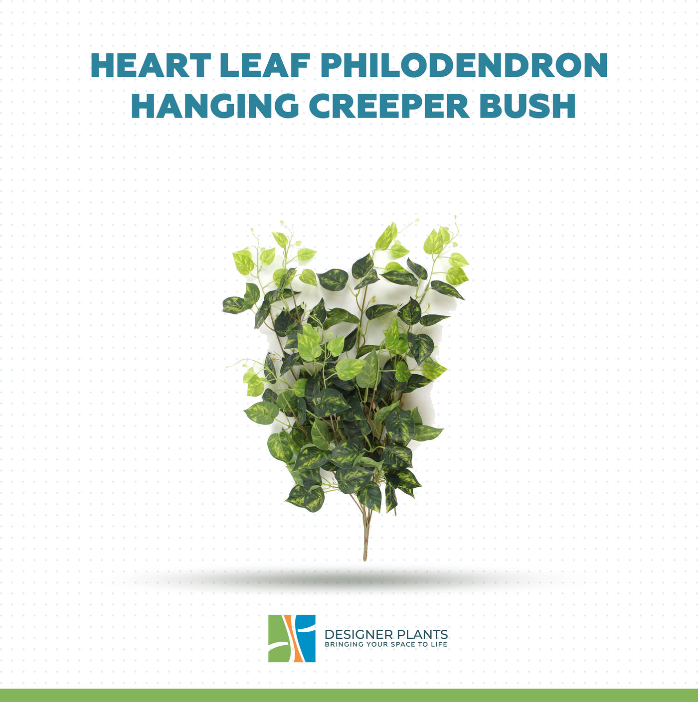 Heart Leaf Philodendron Hanging Creeper Bush (Devils Ivy) 78cm