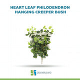 Heart Leaf Philodendron Hanging Creeper Bush (Devils Ivy) 78cm