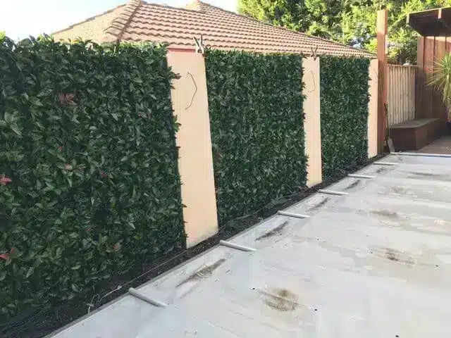 Photinia hedge wall around a fence