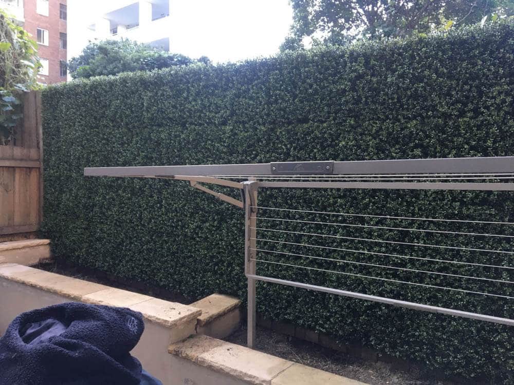 Premium Natural Buxus Hedge Panels UV Resistant SAMPLE