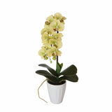 40cm Butterfly Artificial Orchid Cream - Designer Plants
