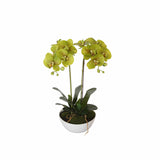 Two Stem Butterfly Artificial Orchid Cream 50cm - Designer Plants