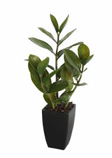Potted Zanzibar 46cm