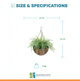 Large Artificial Hanging Basket (Fern Hanging Basket) UV Resistant