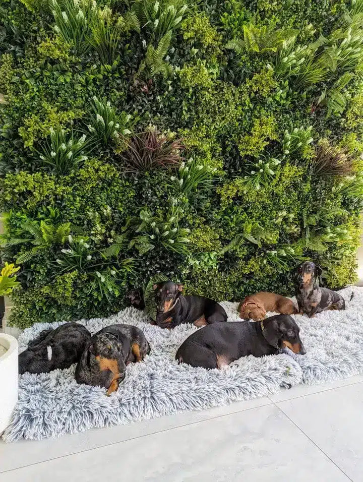 Group of dogs lying on a fluffy blanket in front of a green foliage wall.